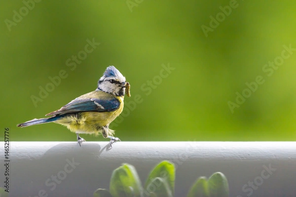 Fototapeta Eurasian Blue Tit (cyanisies caeruleus) with caterpillar in its beak for its chicks. Biodiversity concept in the city. Bird on my balcony.