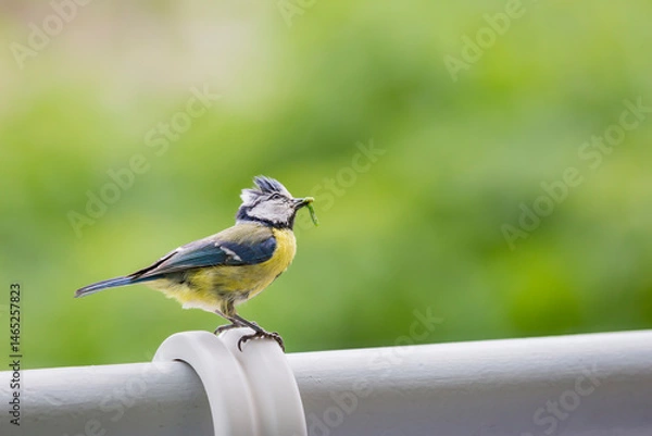 Fototapeta Eurasian Blue Tit (cyanisies caeruleus) with caterpillar in its beak for its chicks. Biodiversity concept in the city. Bird on my balcony.