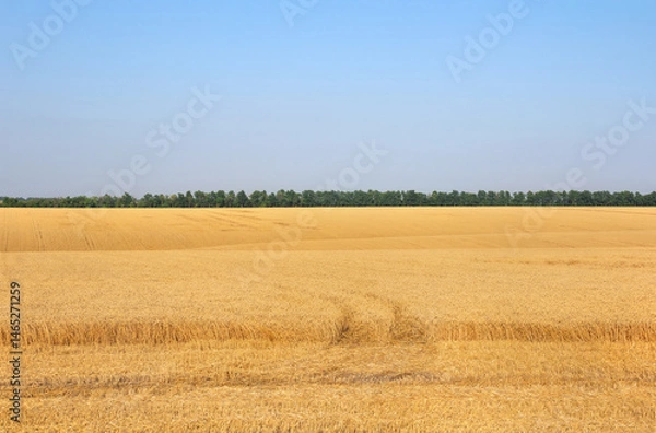 Fototapeta Field wheat in period harvest on background sky