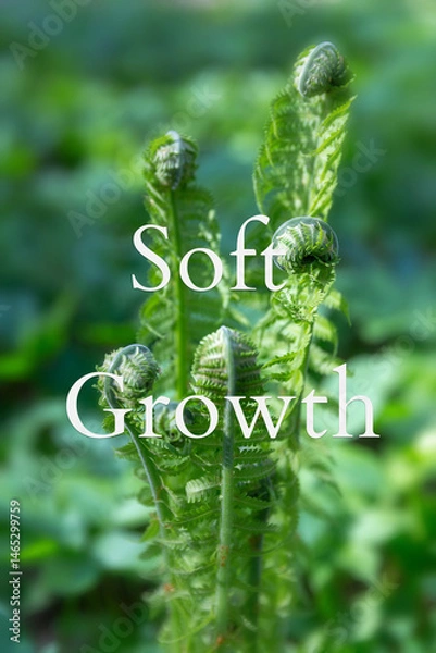 Fototapeta Vertical fern banner with curled green fronds, blurred forest background, text overlay Soft Growth, wellness theme, natural botanical photo for branding, spa, meditation, eco design