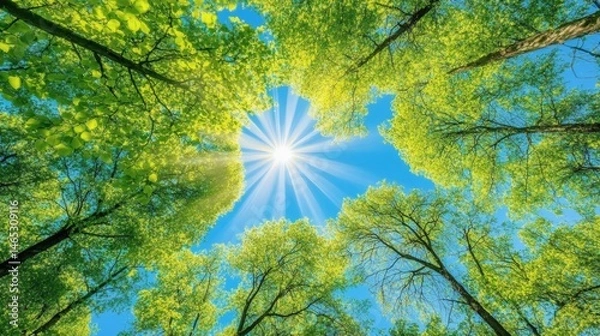 Fototapeta Sunlight streaming through the forest canopy.