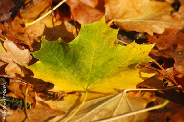 Fototapeta Herbstblätter