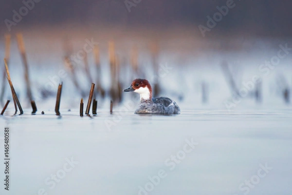 Obraz Smew (Mergellus albellus) female swimming in the water in spring.