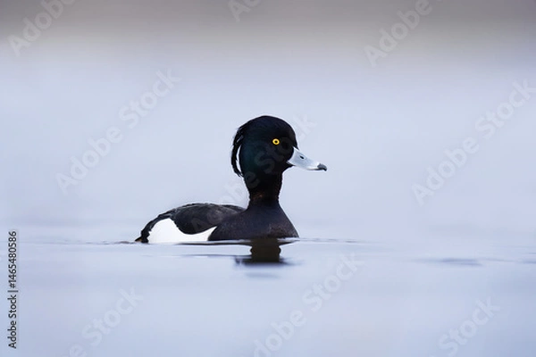 Obraz Tufted duck or tufted pochard (Aythya fuligula) male swimming in the water in spring.