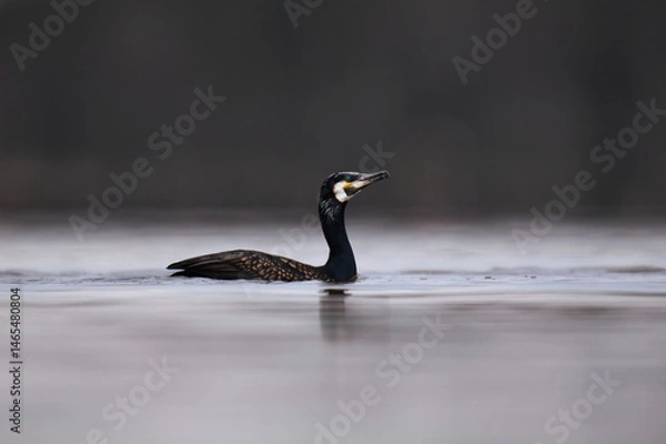Obraz Great cormorant (Phalacrocorax carbo) swimming in the sea in spring.