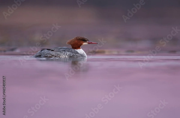 Obraz Goosander or common merganser (Mergus merganser) female swimming in the sea at sunrise in spring.