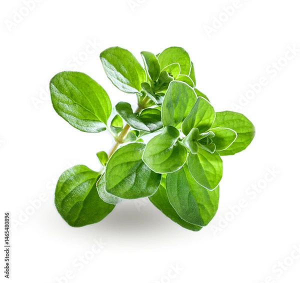 Fototapeta Marjoram herbs in closeup on white background