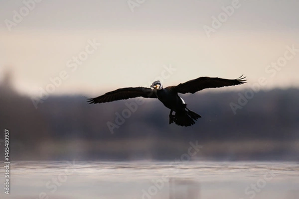 Obraz Great cormorant (Phalacrocorax carbo) flying above the water in spring.