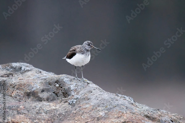 Obraz Green sandpiper (Tringa ochropus) at a lake standing on a rock in spring.	
