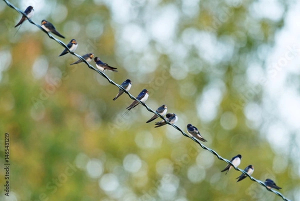 Obraz Barn swallows (Hirundo rustica) sitting on the power line in autumn.