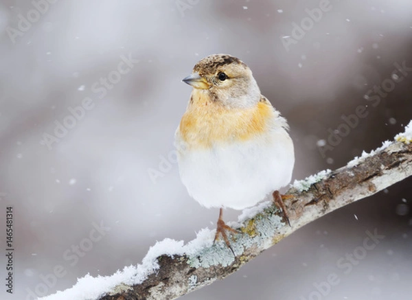 Obraz Brambling (Fringilla montifringilla) female in snowfall perched on a branch in early spring.	
