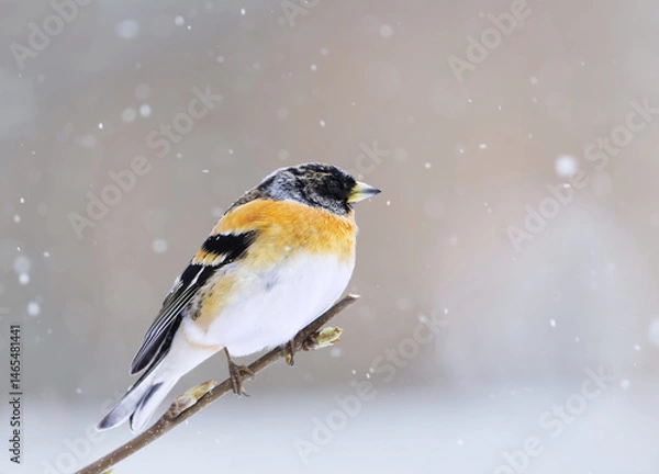 Obraz Brambling (Fringilla montifringilla) male in snowfall perched on a branch in spring.	
