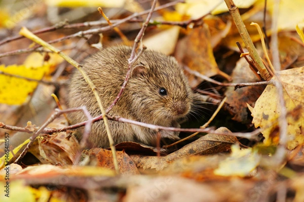 Obraz short-tailed field vole, short-tailed vole, or field vole (Microtus agrestis) sitting on the ground in autumn.	
