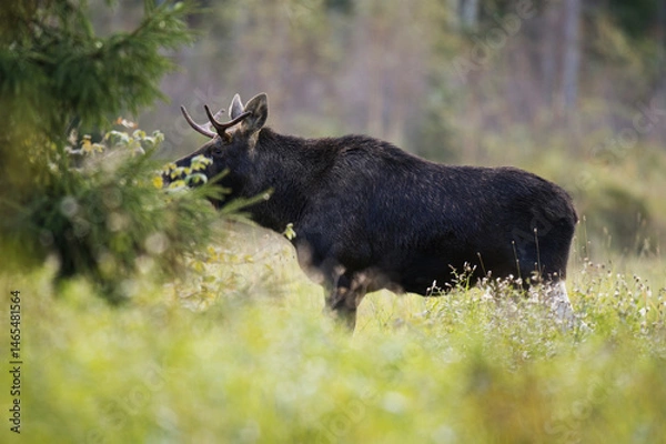 Obraz Elk or Moose (Alces alces) bull feeding in the field in autumn.	
