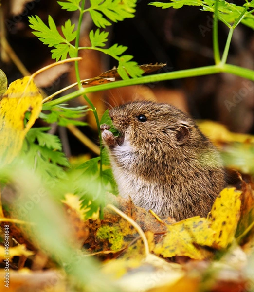 Obraz short-tailed field vole, short-tailed vole, or field vole (Microtus agrestis) sitting on the ground in autumn and feeding.	
