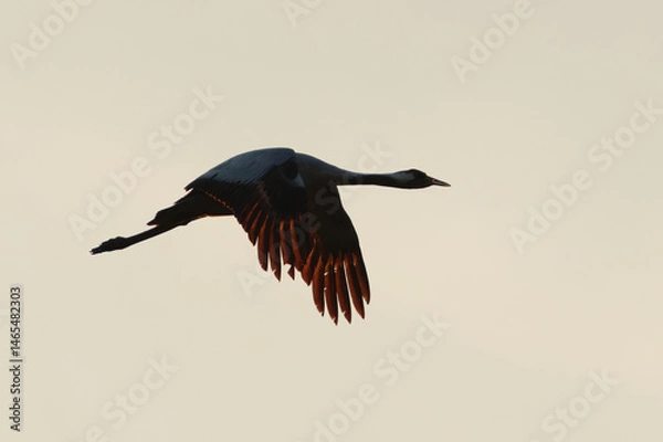 Obraz Common crane (Grus grus) flying in the sky in spring.