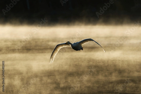 Obraz Whooper swan (Cygnus cygnus) flying across a misty lake backlit at sunrise in spring.	
