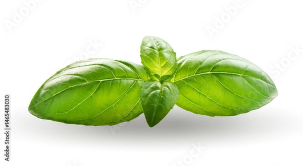 Fototapeta Basil in closeup on white background