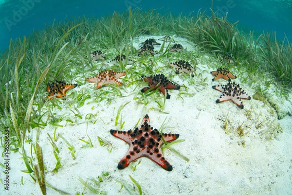 Obraz Colorful chocolate chip sea stars, Protoreaster nodosus,, cover the seafloor in a beautiful seagrass bed near Halmahera, Indonesia. These sea stars are often found in shallows seagrass meadows.
