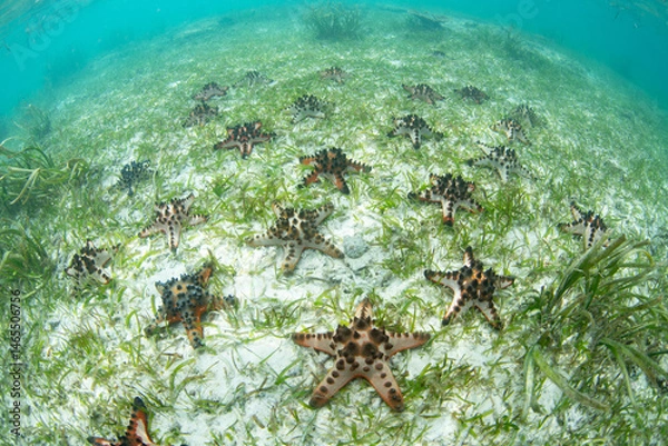 Obraz Colorful chocolate chip sea stars, Protoreaster nodosus,, cover the seafloor in a beautiful seagrass bed near Halmahera, Indonesia. These sea stars are often found in shallows seagrass meadows.