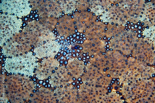 Obraz Abstract detail of a Pincushion sea star, Culcita novaeguineae, on a coral reef in Indonesia. 