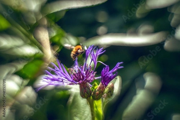 Obraz Meadow cornflower with purple petals and a bee.A bee collects nectar from flowers in the forest.