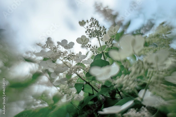 Obraz The hydrangea is paniculate with white flowers against a blue sky.Hydrangea bush in the garden.