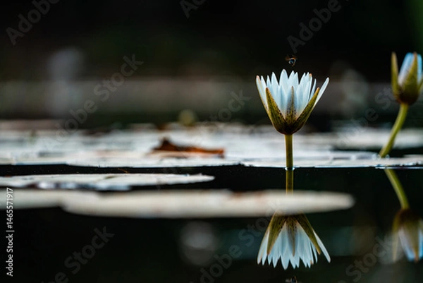 Fototapeta A single lily flower floats gracefully in a still pond, its soft petals glowing in gentle light; sharp focus highlights the delicate details against the calm, reflective water