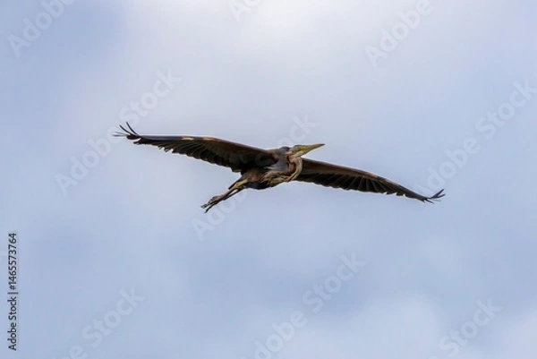 Fototapeta Close-up of a Purple Heron (Ardea purpurea) flying with blurred blue sky and white clouds in the background. Arrocampo Wetland, Extremadura, Spain