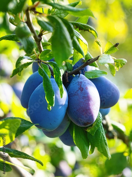 Obraz Ripe plum fruit (Prunus domestica) on branch of tree. Fresh bunch of natural fruits growing in homemade garden. Close-up. Organic farming, healthy food, BIO viands, back to nature concept.