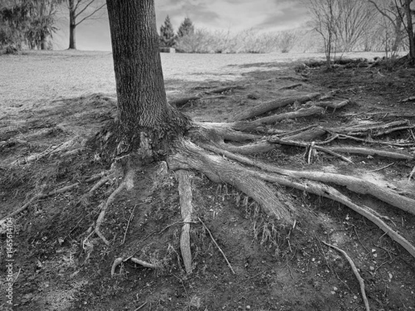 Fototapeta Photo en noir et blanc des racines d'un arbre dans le parc.