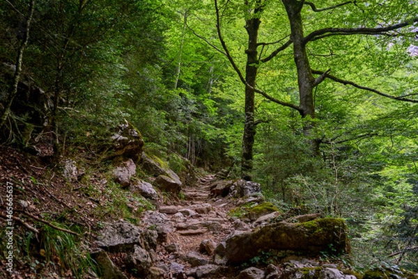 Obraz Trail that runs through the Añisclo Canyon, surrounded by forests, mountains, and rivers. An ideal area for hiking and enjoying nature. In Ordesa National Park, Aragon, Spain.