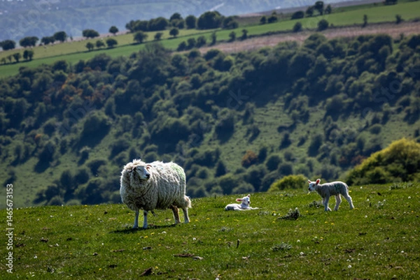Fototapeta A close up of a ewe and lambs on a hillside along the South Downs Way, with a shallow depth of field