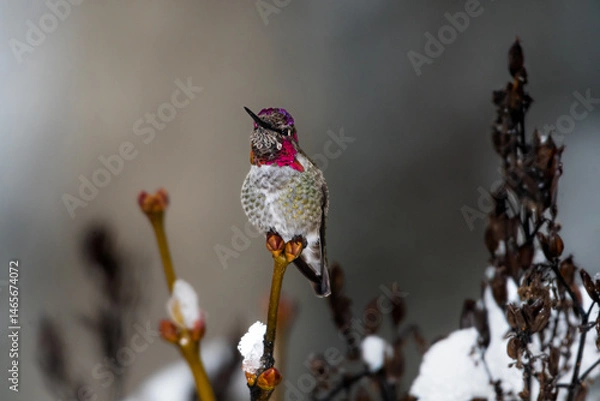 Fototapeta One hummingbird with purple throat and fluffy feathers in winter