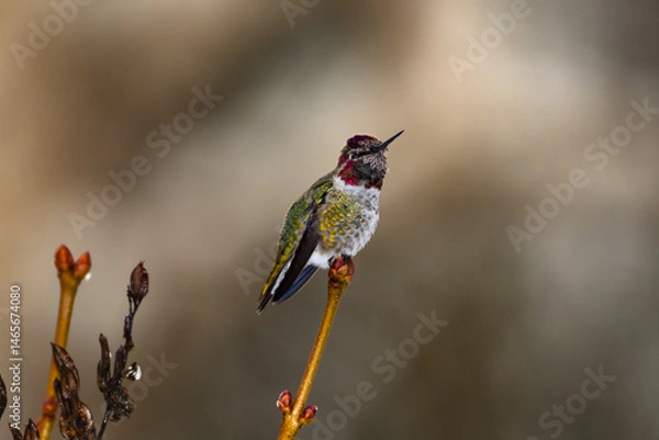 Fototapeta Side view of Annas hummingbird perched alone with a brown background