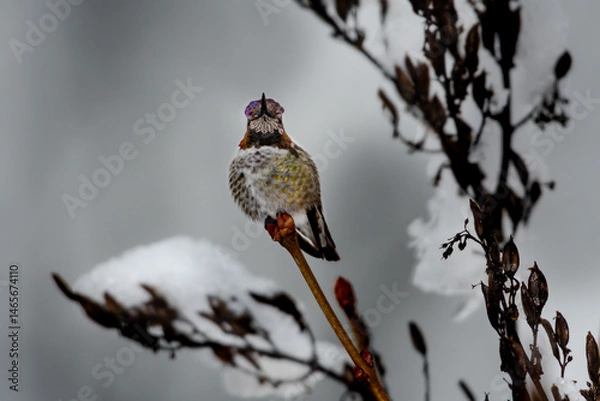 Fototapeta Annas hummingbird perched on a branch with snow in a winter landscape