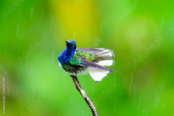 Fototapeta White-necked Jacobin bathing in a rain shower with puffy feathers and white tail