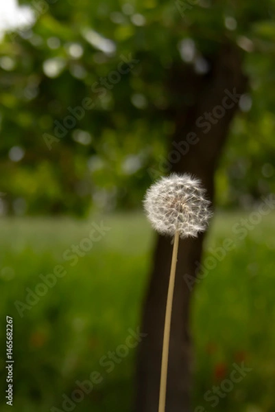 Fototapeta Dandelion Seed Head Close-up in Soft Natural Light | Close-up of a Dandelion Clock | Delicate Dandelion Seed Head Against Blurred Background
