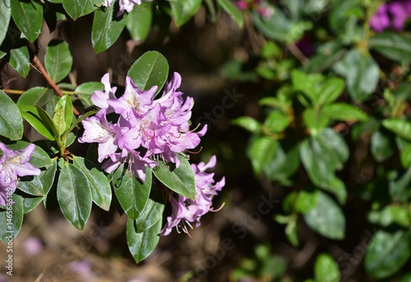 Fototapeta Beautiful purple Rhododendron racemosum blooming in spring. Close-up of lilac racemose rhododendron flowers bloom in a garden