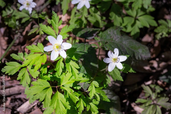 Fototapeta Beautiful white flowers of Anemone nemorosa or wood  anemone  in spring