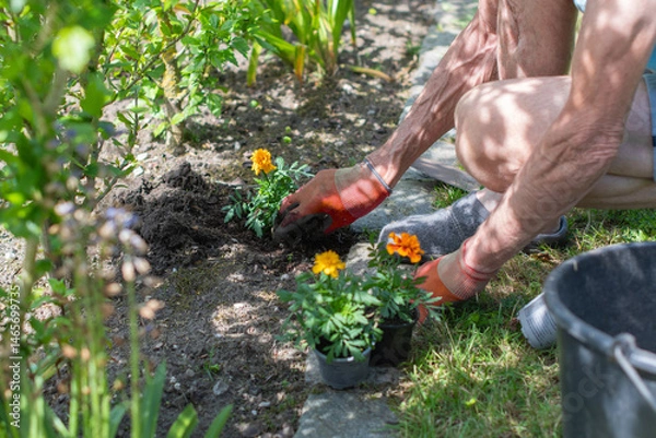 Fototapeta Senior gardener wearing gloves plants colorful marigold flowers in flower bed surrounded by other plants while enjoying sunny summer day in backyard