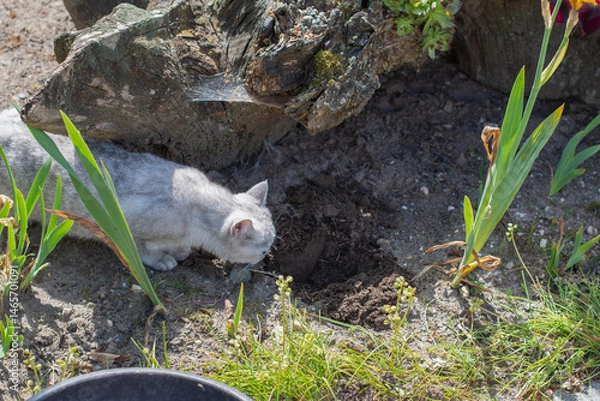 Fototapeta Curious grey cat explores the garden, sniffing a freshly dug hole near an old tree stump surrounded by green plants and grass on a sunny day,