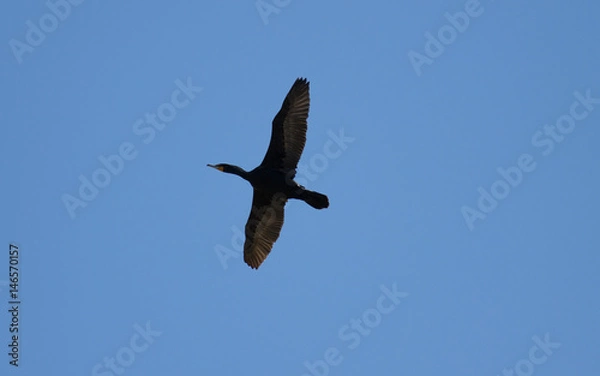Obraz Cormorant in flight