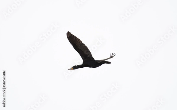 Obraz Cormorant