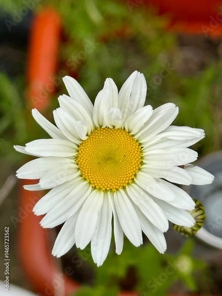 Obraz Daisy 