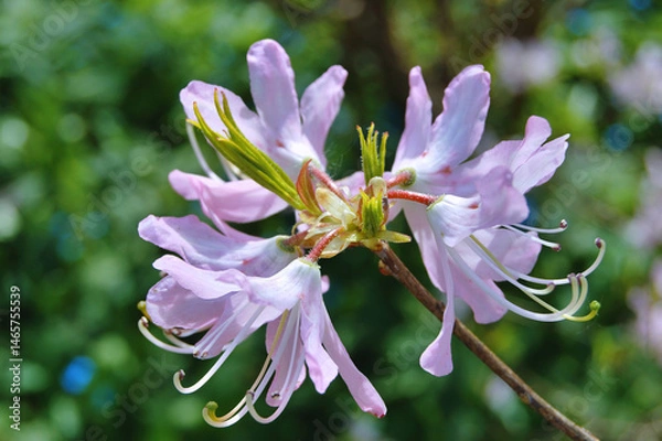 Fototapeta Azalea (Rhododendron) flowers