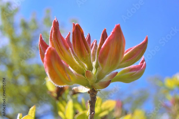 Fototapeta Azalea (Rhododendron) flowers