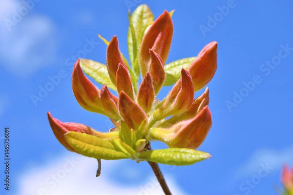 Fototapeta Azalea (Rhododendron) flowers