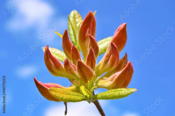 Fototapeta Azalea (Rhododendron) flowers