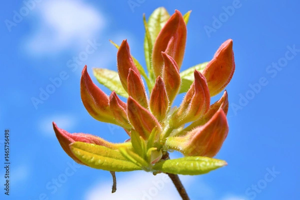 Fototapeta Azalea (Rhododendron) flowers